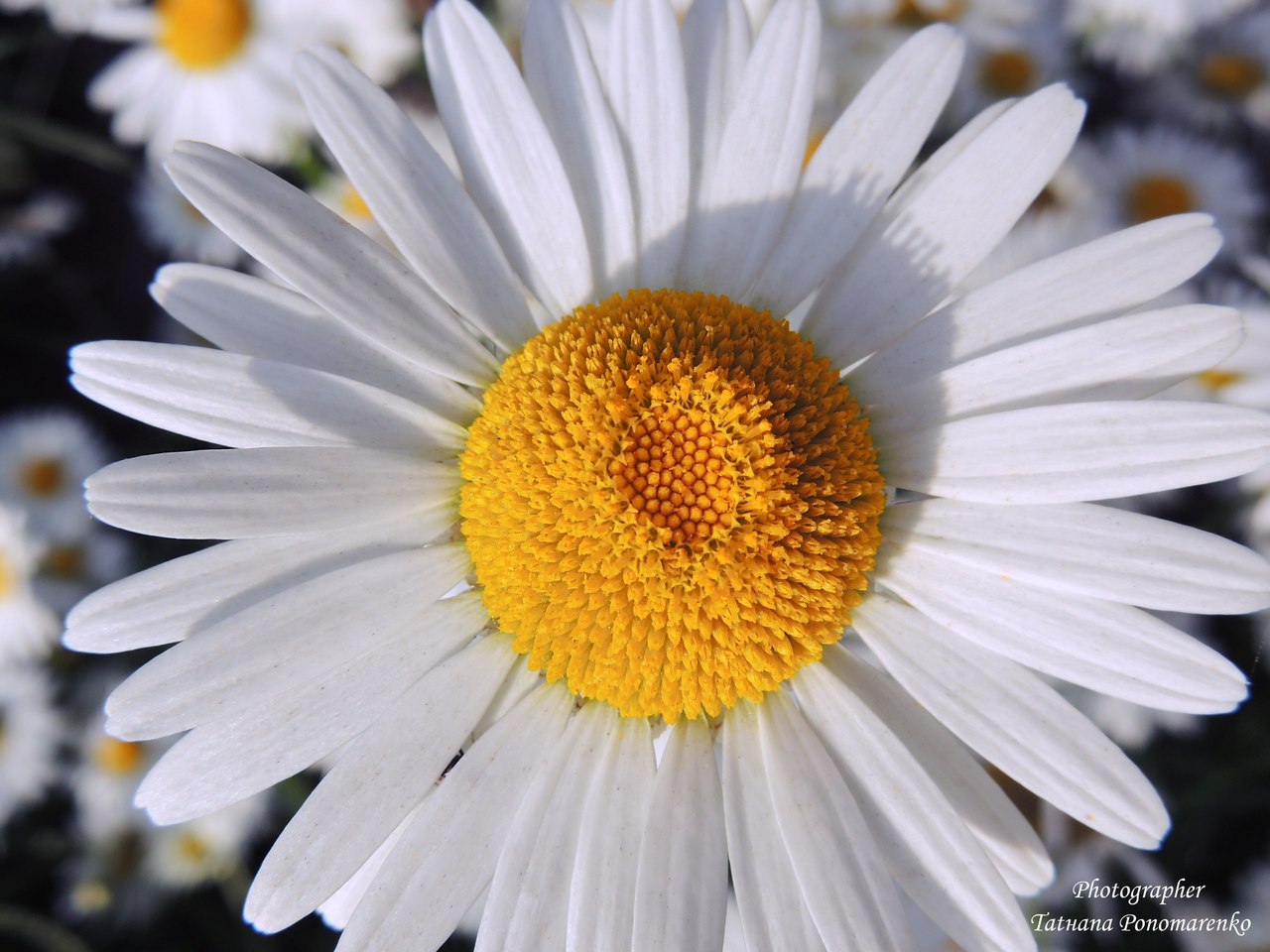 "Самый длинный день"